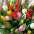 Kako se pravilno održati rezati tulipane